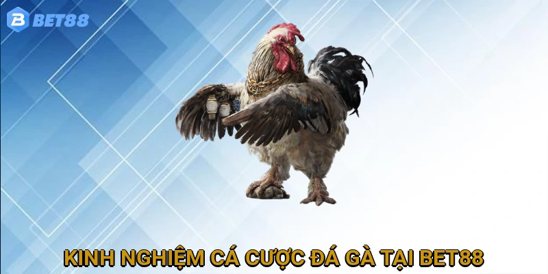 Kinh Nghiệm Cá Cược Đá Gà Hiệu Quả Tại BET88